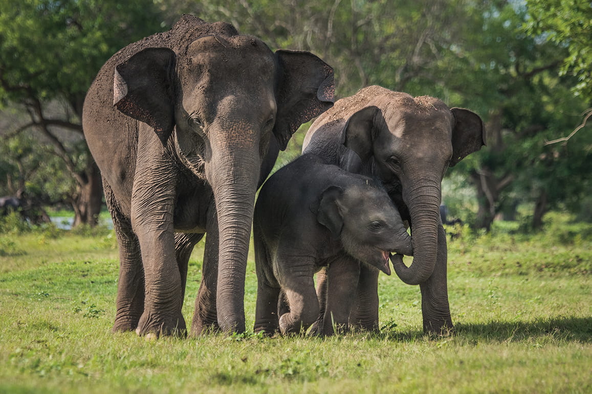 Elephants