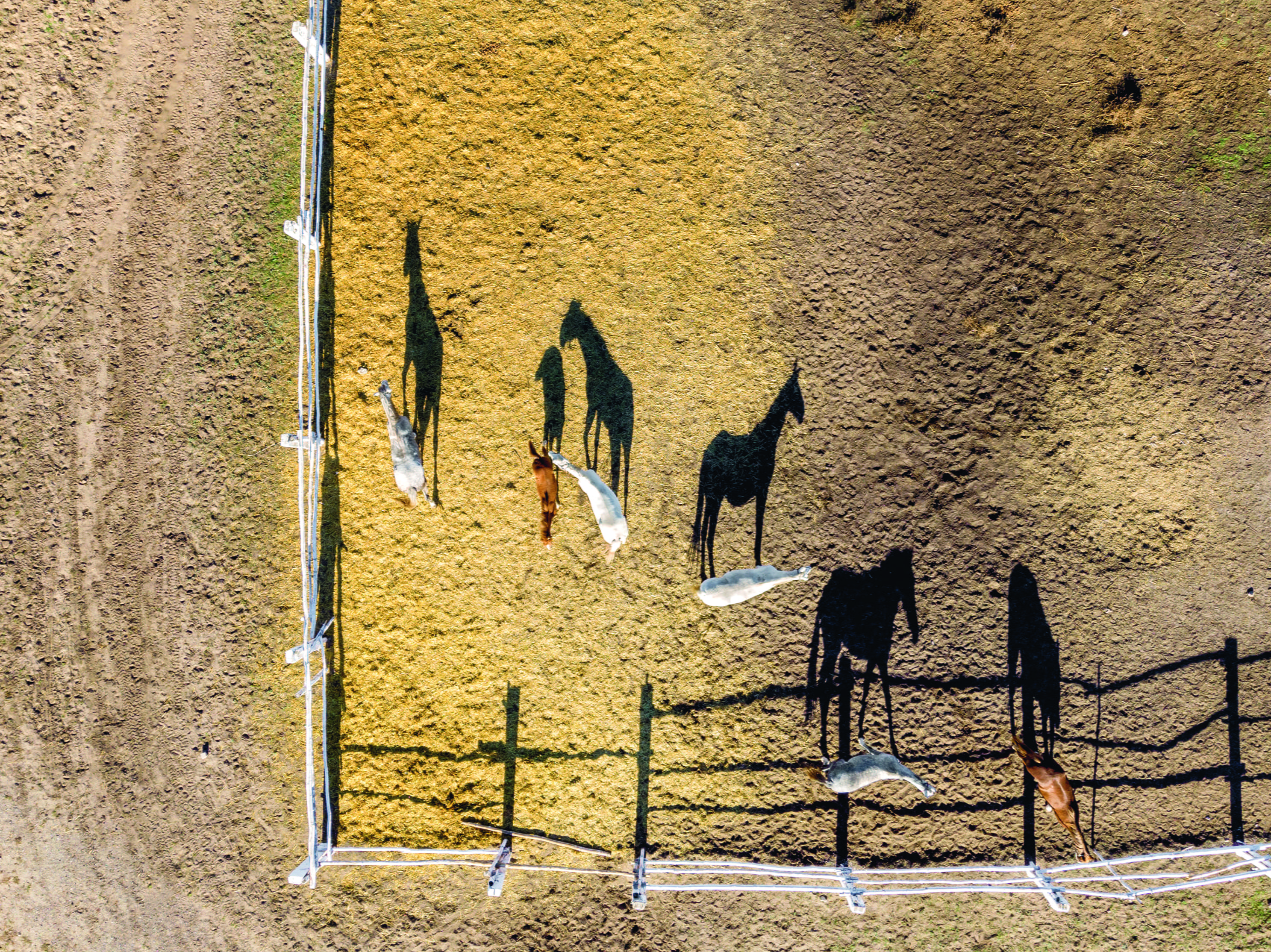 horses